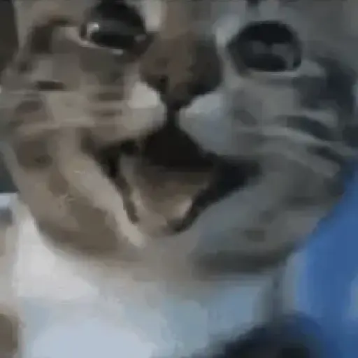 Memes de gatos🐾✨ 12