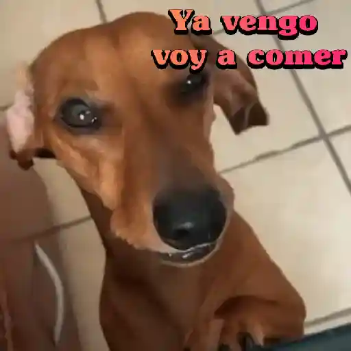 Perros salchichas 4