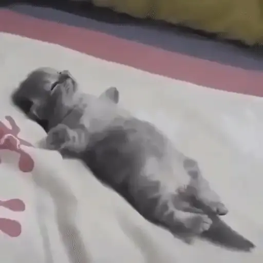 Gatos animados😸 1