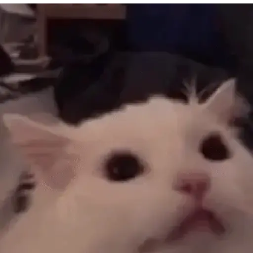 Memes de gatos🐾✨ 6