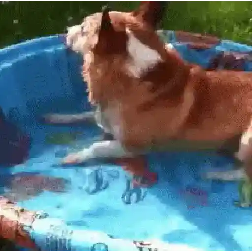 🥵 Verão | Doguinhos de Férias 16