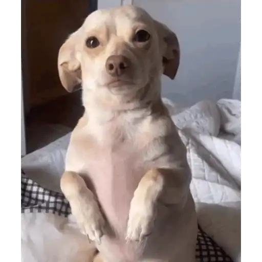 Perritos 3