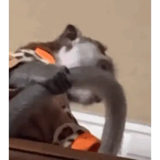 Monkeycrazys  3