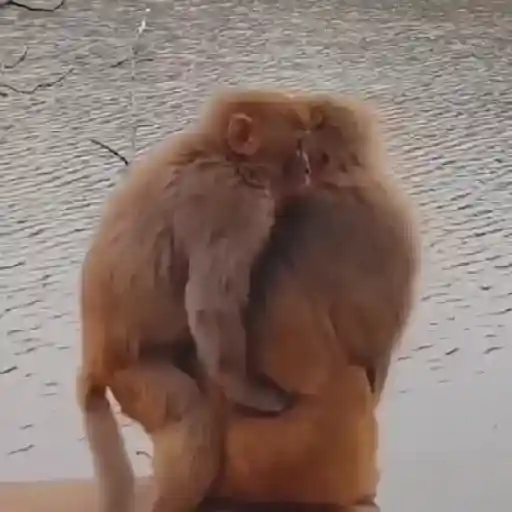 Monkeys  29