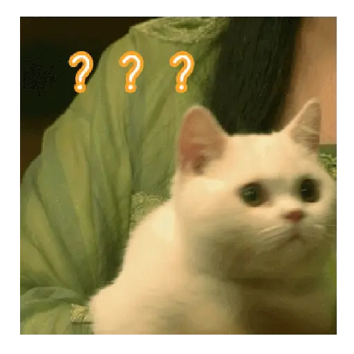 Gato expresión 👀👅😼 1