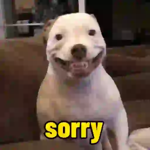 Cachorro responde 12