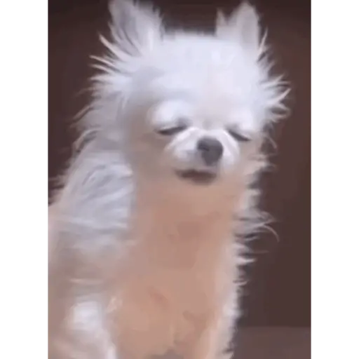 Perritos 4