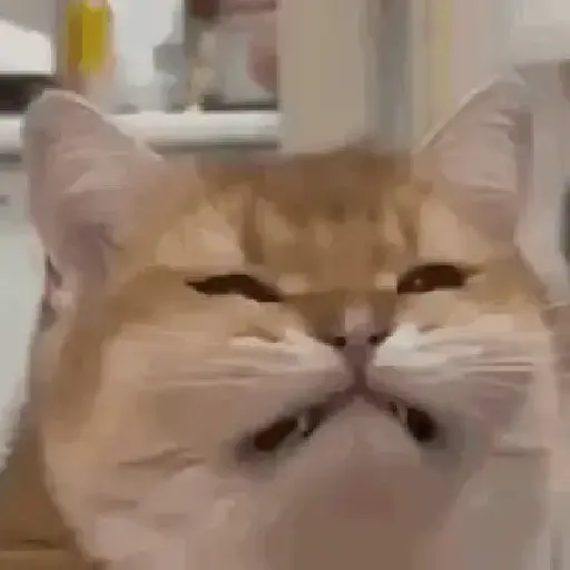 Memes de gatos🐾✨ 8