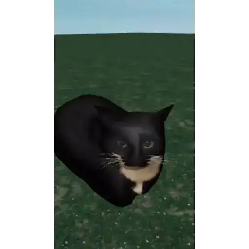 Gato Maxwell 1