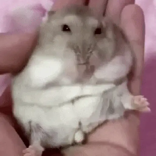 🐹 Hamster Stickers  🐹 4