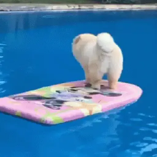 🥵 Verão | Doguinhos de Férias 9