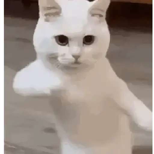 Memes de gatos🐾✨ 9