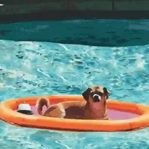 🥵 Verão | Doguinhos de Férias 20