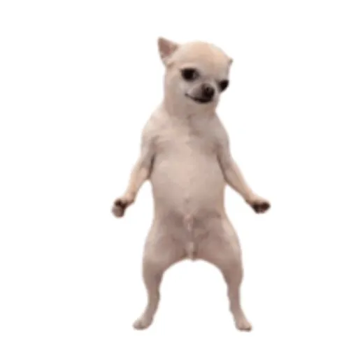 Anjing joget 2