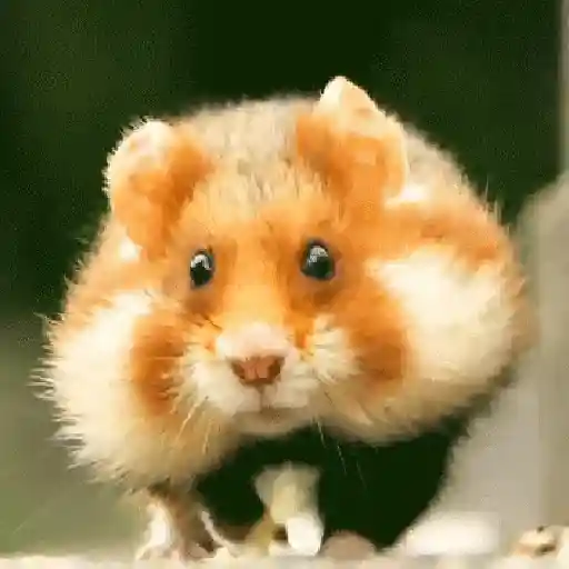 🐹 Hamster Stickers  🐹 3