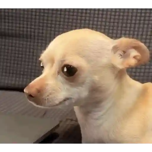 Perritos 7