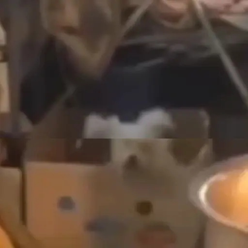 Coreaninha jinmiran animadas 30