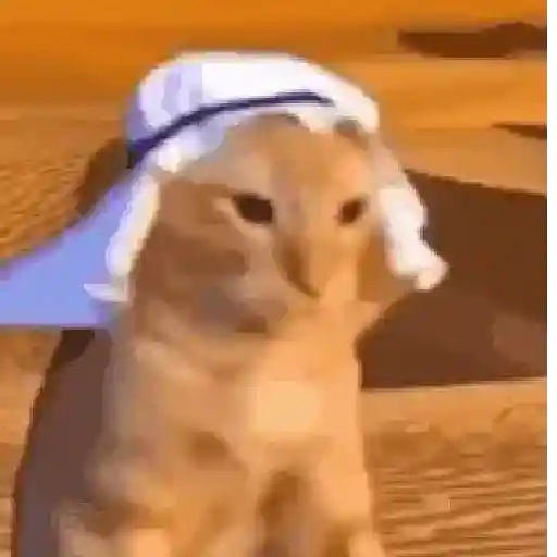 Memes de gatos🐾✨ 4