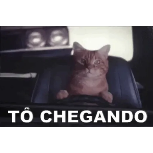 Animados 2 6