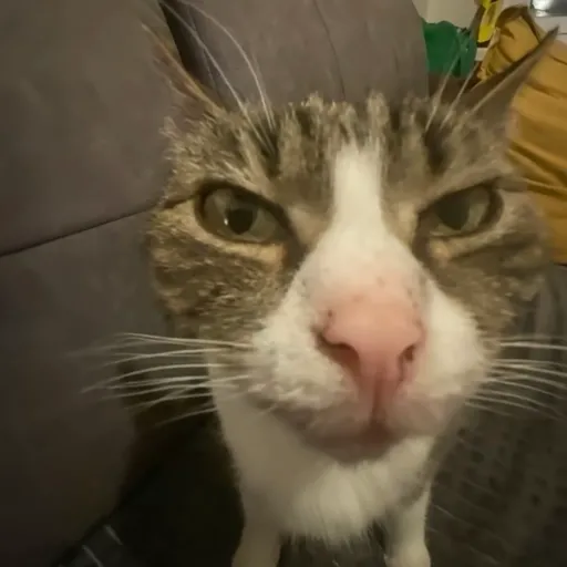 Aaaaaaaaaaaok 15