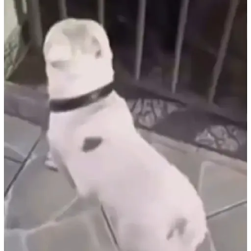 Bailecito 2