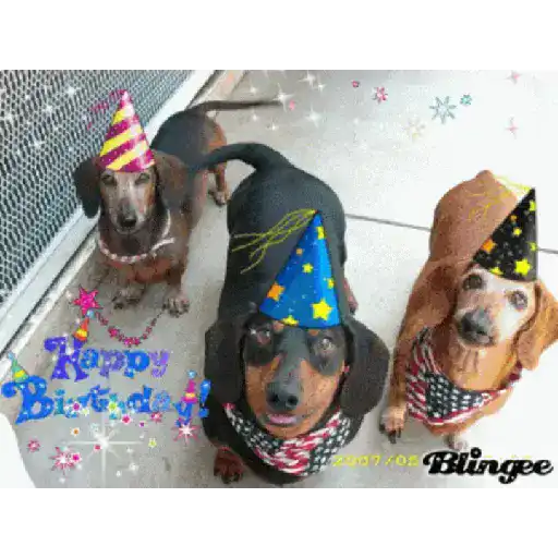 Perros salchichas 9
