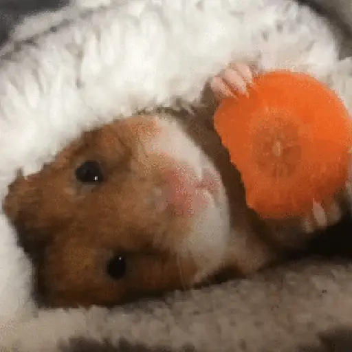 🐹 Hamster Stickers  🐹 7