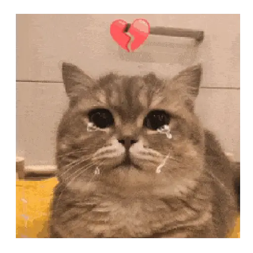 Gato expresión 👀👅😼 2