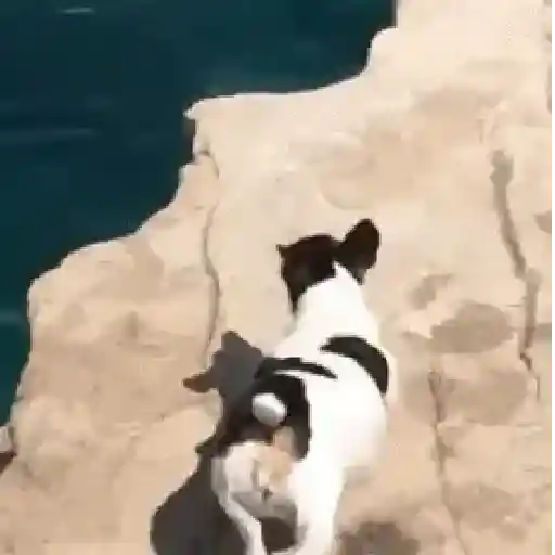 🥵 Verão | Doguinhos de Férias 7