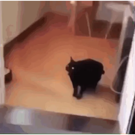 Memes Random 9