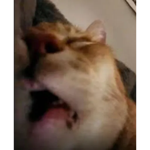 Aaaaaaaaaaaok 6