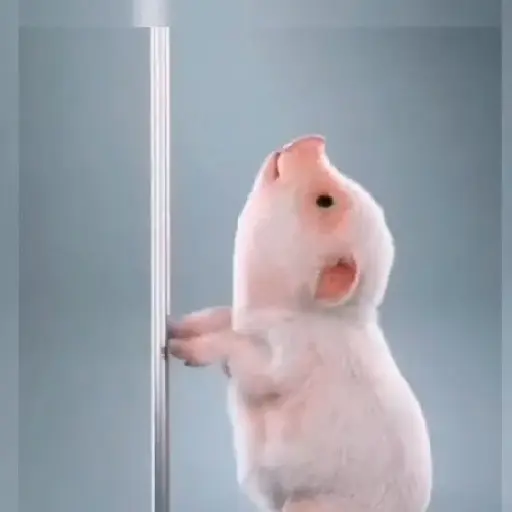 Bailecito 3