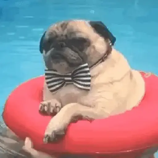 🥵 Verão | Doguinhos de Férias 10
