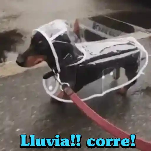 Perros salchichas 7