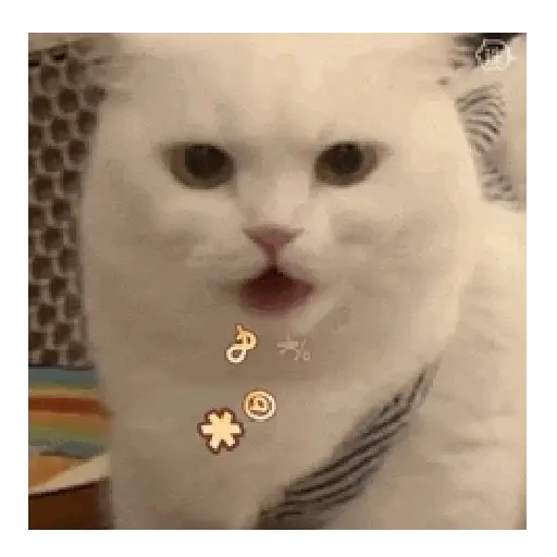 Gato expresión 👀👅😼 4