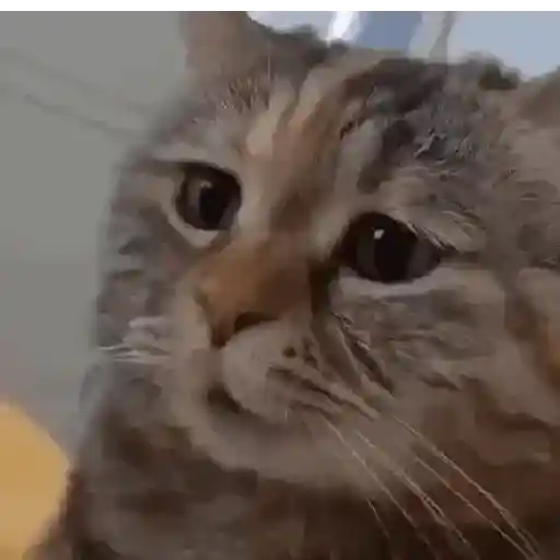 Memes de gatos🐾✨ 7