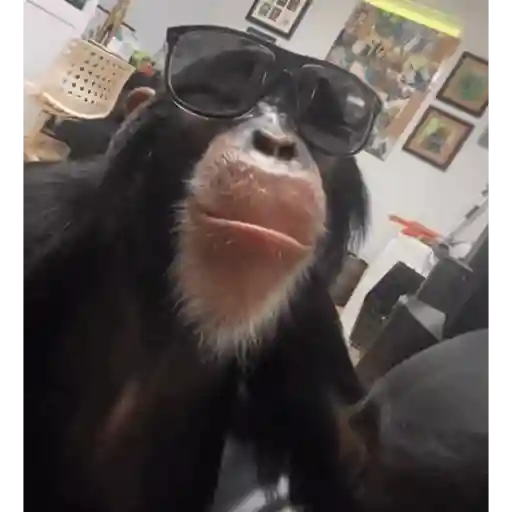 Monkeycrazys  1