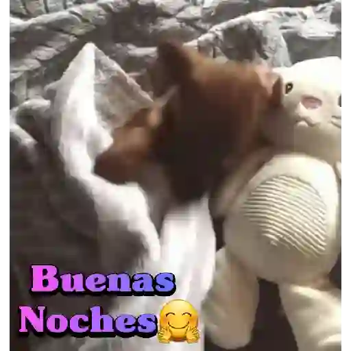 Perros salchichas 3