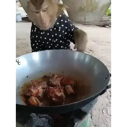 Monkeys  28