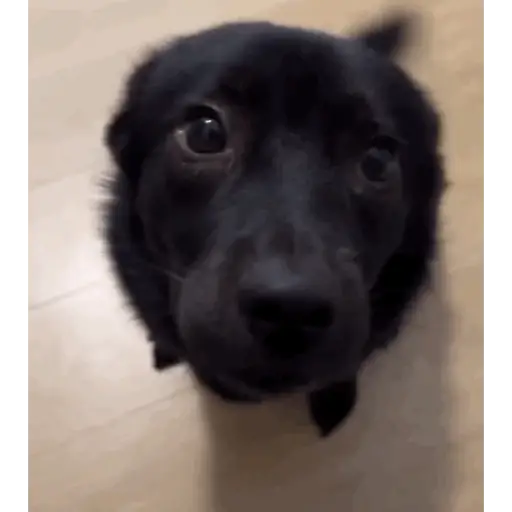 Perritos 1