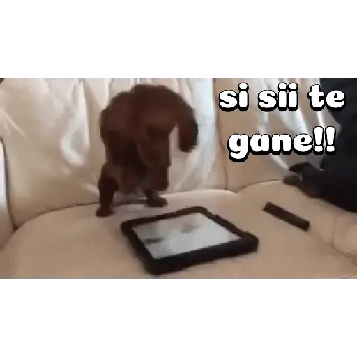 Perros salchichas 1