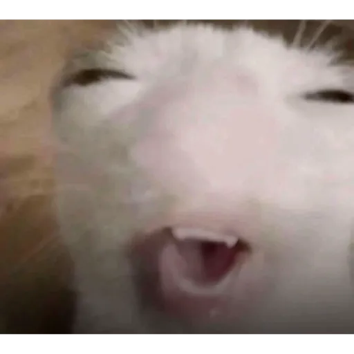 Aaaaaaaaaaaok 26
