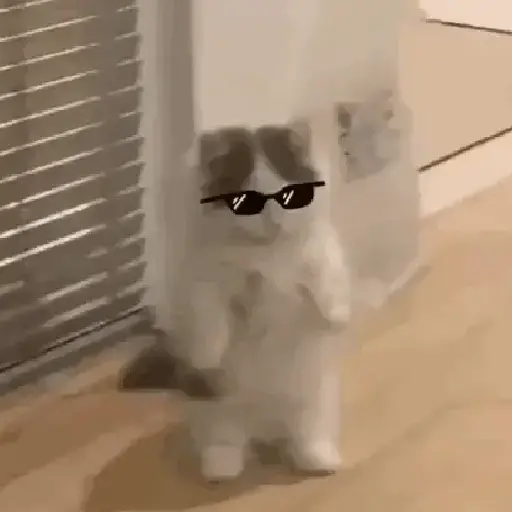Memes de gatos🐾✨ 11