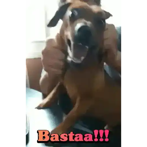 Perros salchichas 5