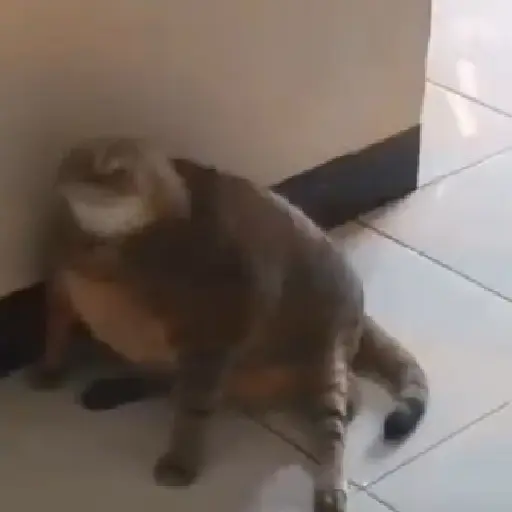 Gatitos🎥😺 22