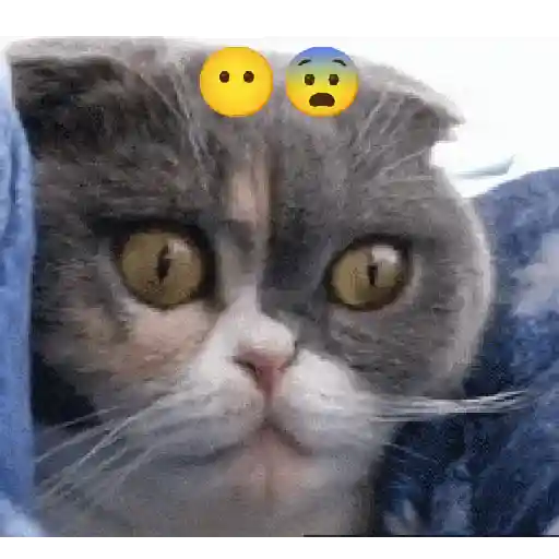 Gato expresión 👀👅😼 3
