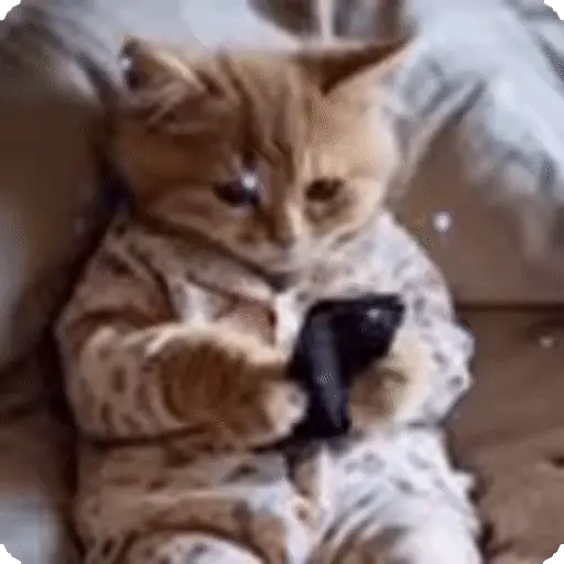Ternura de gatos❤️🐾🐱 10
