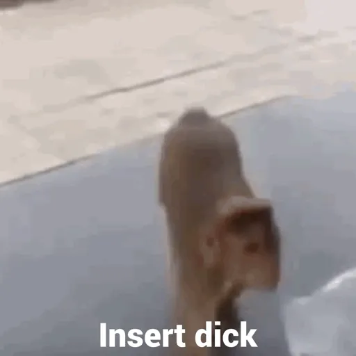 Monkeycrazys  6