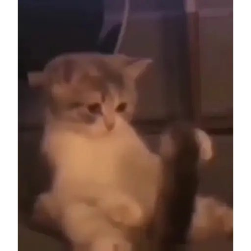 Hy hjuu 1