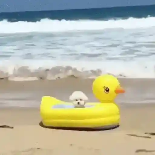 🥵 Verão | Doguinhos de Férias 11